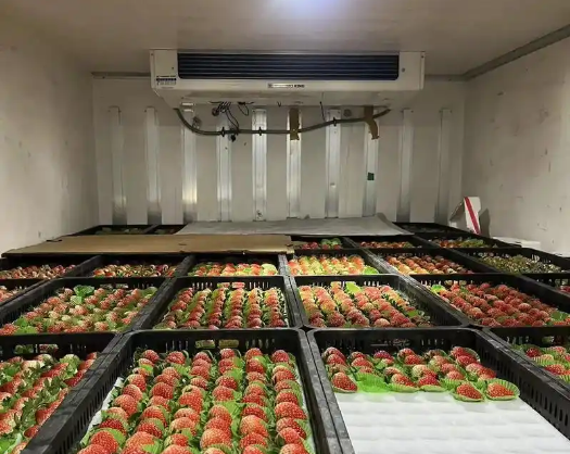 草莓保鲜冷库的储存方法以及储存温度_南京斯达康